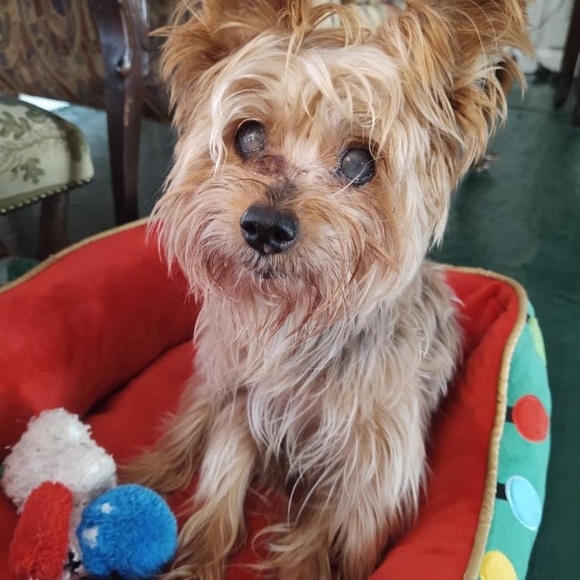 Blue Christmas 2021 - Harlee's Tribute πΎ - Picture 3 of 3